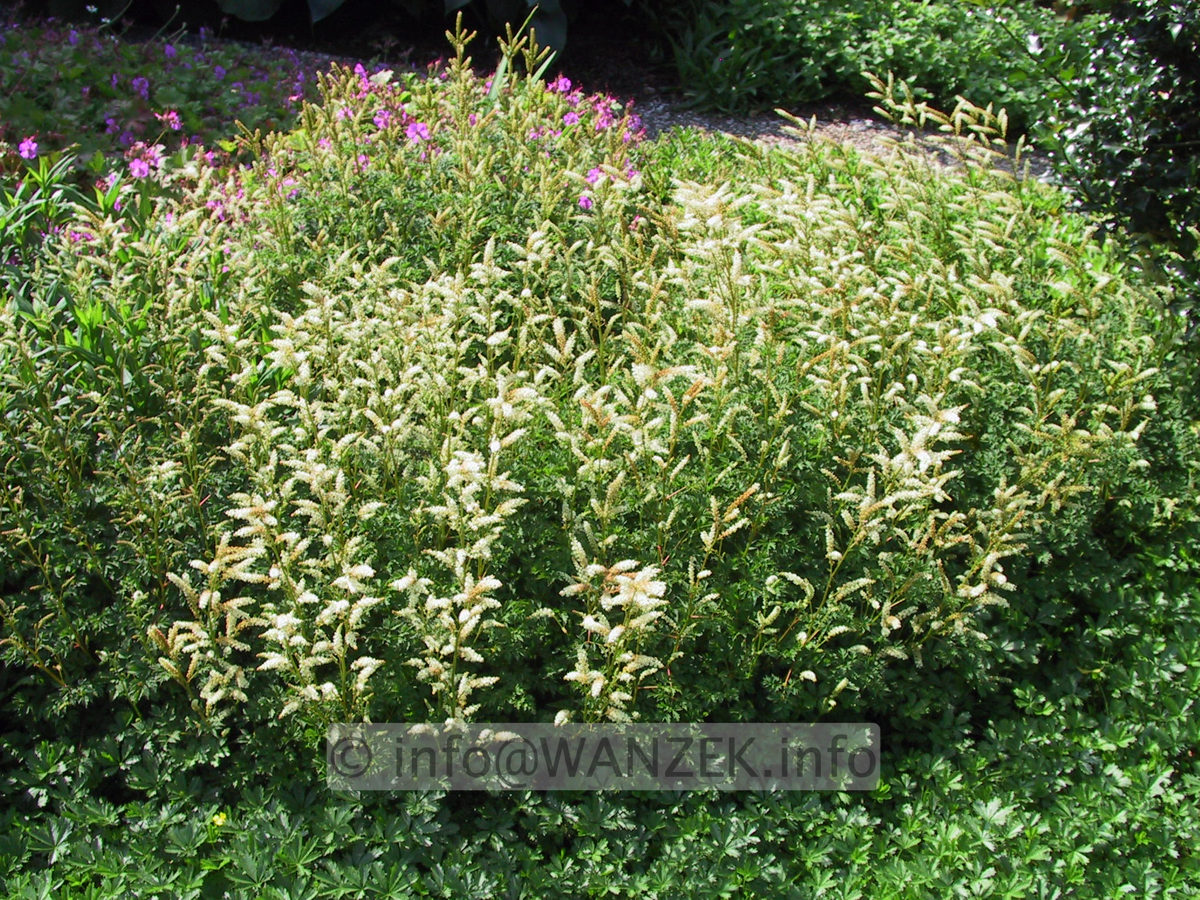 Aruncus aethusifolius - Sol.JPG